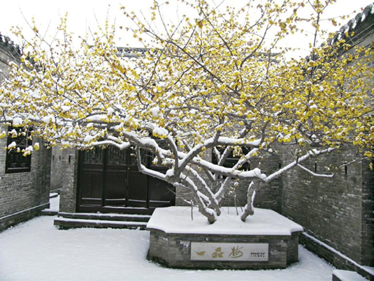 一品梅雪景.jpg